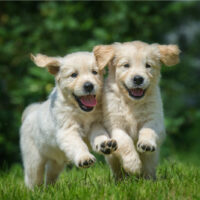 two golden retriver puppies running on the grass