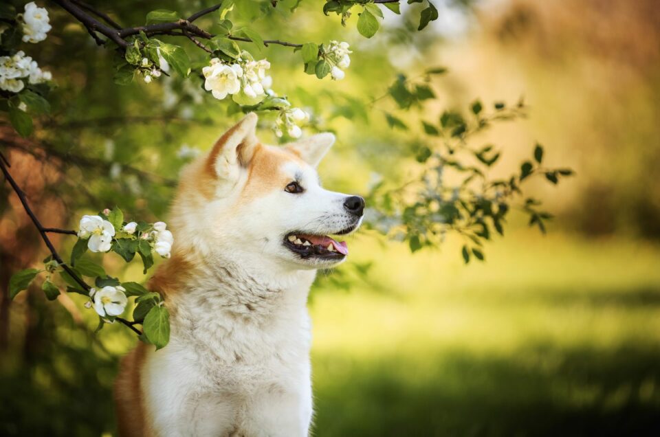 The Mini Akita Inu: A Compact Companion with a Big Personality