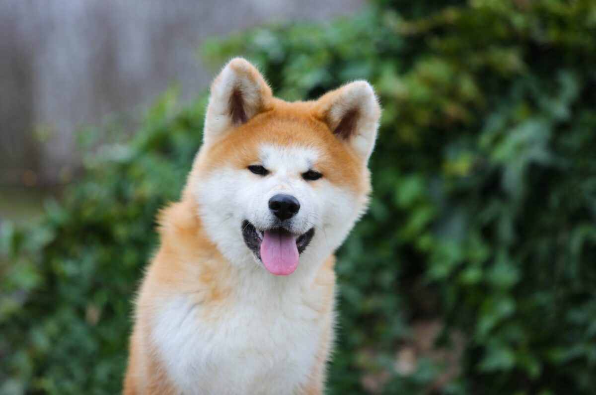 The Mini Akita Inu: A Compact Companion with a Big Personality