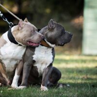 two different american bully dogs