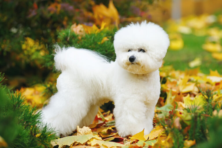 6 Bichon Frise Haircuts And Grooming Tips