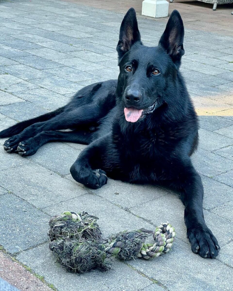 Top 10 Black German Shepherd Breeders Across The U.S.