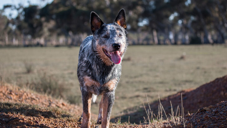 pitbull australian cattle dog mix