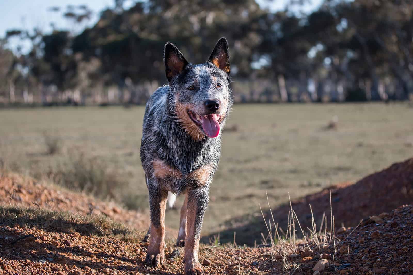 australian cattle dog pitbull mix