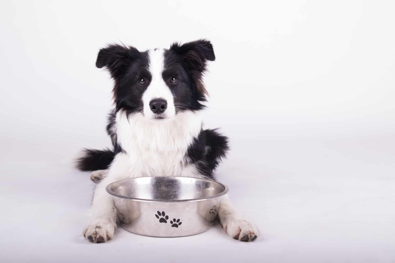 Border Collie Feeding Chart A Healthy Feeding Habits Guide