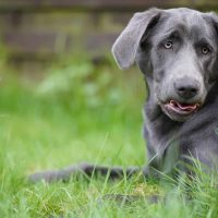 charcoal coloured labrador lying on the grass