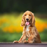 red cocker spaniel