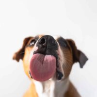 dog licking glass