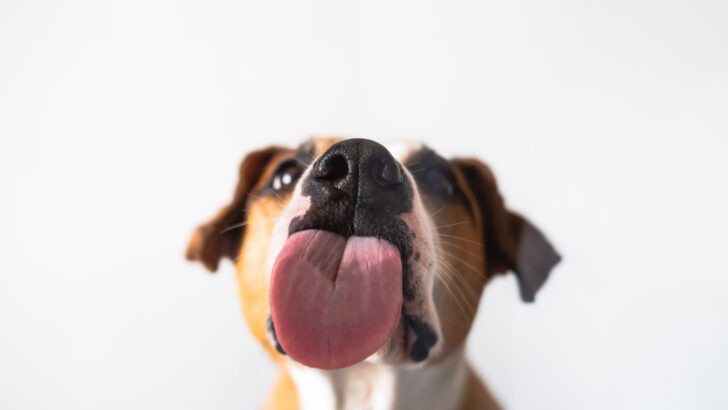 what color should a dogs tongue be