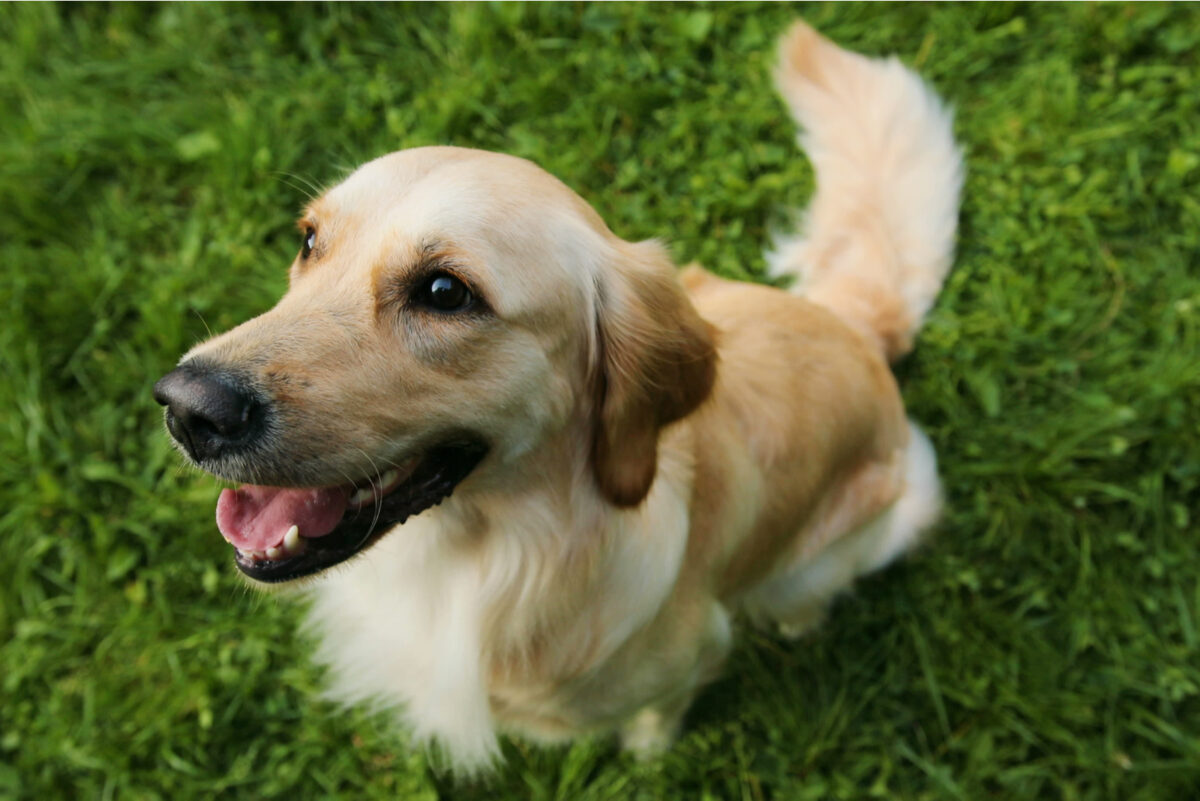 Meet 12 Reputable Golden Retriever Breeders In Colorado