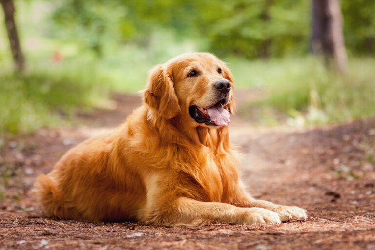 The 10 Best Golden Retriever Breeders In Washington