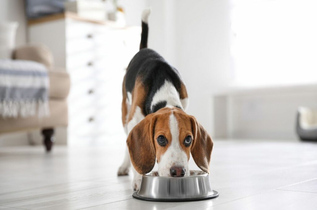 how-long-does-it-take-for-a-dog-to-gain-weight