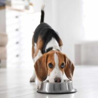 beagle eating from the bowl