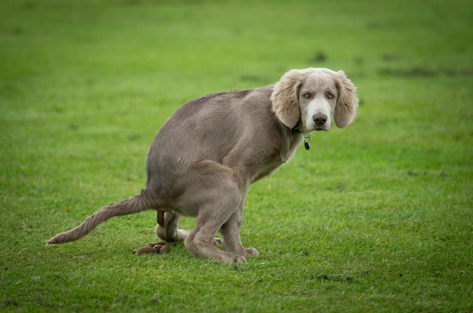 How To Make A Dog Poop When Constipated