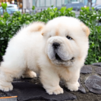 Chow chow hotsell small puppy