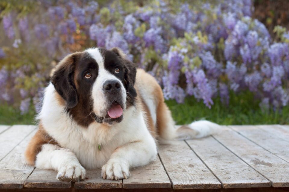 Mini St. Bernard: 14 Reasons To Own Or Not Own It