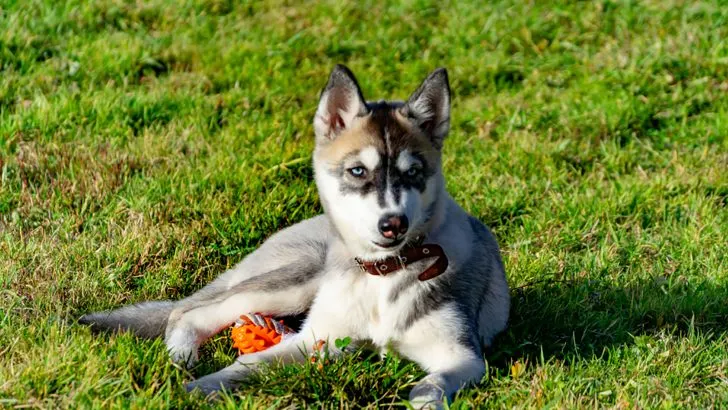 how much are miniature husky puppies