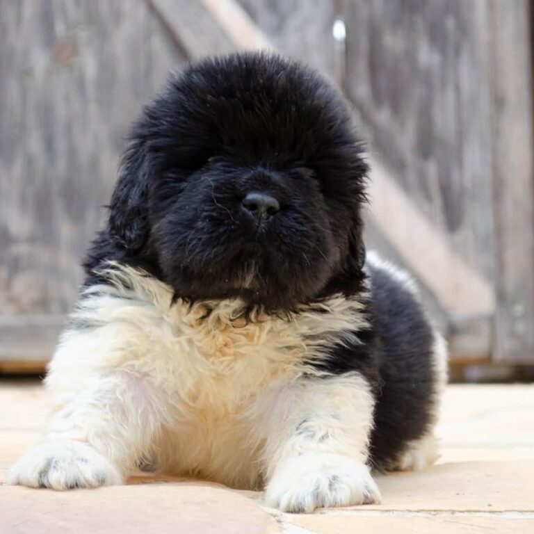 The 9 Best Newfoundland Dog Breeders In The United States