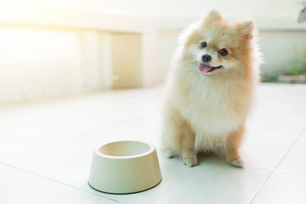 Pomeranian Feeding Chart How Much Food Does This Pup Need?