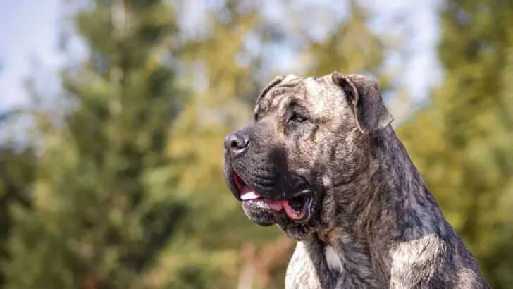 what age is a presa canario full grown