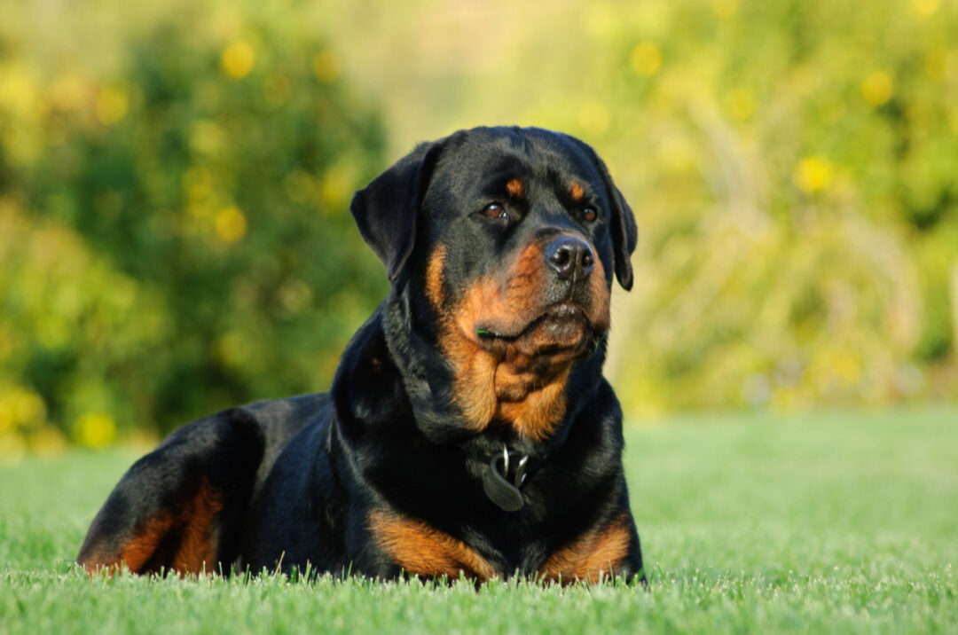 The 3 Types Of Rottweilers: An Extensive Guide