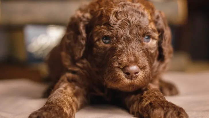 can two labradoodles mate