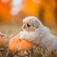 adorable Teacup Pekingese leaning against a pumpkin