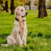 golden retriever standing in the park