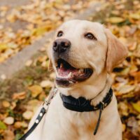 cute retriever dog with necklace for invisible fence