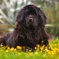 Newfoundland lies on the grass and rests