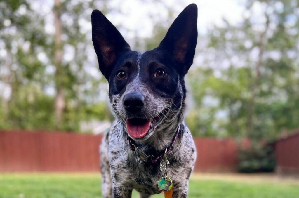 The Blue Heeler Corgi Mix: Everything You Need To Know