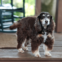 beautiful Mini Cocker Spaniel