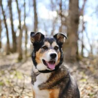 germanshepherd border collie mix