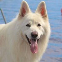 white german shepherd panting