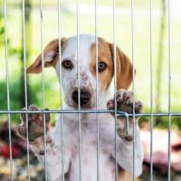 dog in a rescue shelter