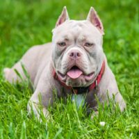 pocket bully in the grass