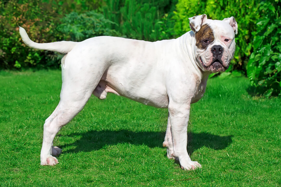 38 Bully Dog Breeds That Can Be Great Family Pets   American Bulldog 1080x720 