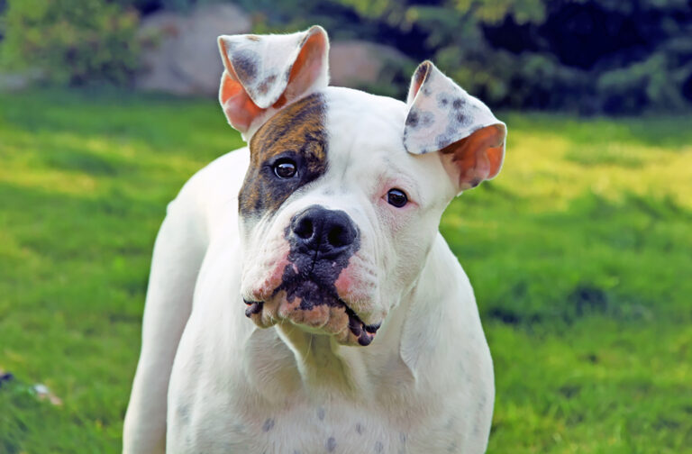 American Bully Colors: 5+ Wonderful Colors & Combinations