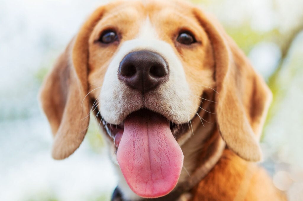 Dog Tongue Color Chart: What Is A Color Of A Healthy Dog?