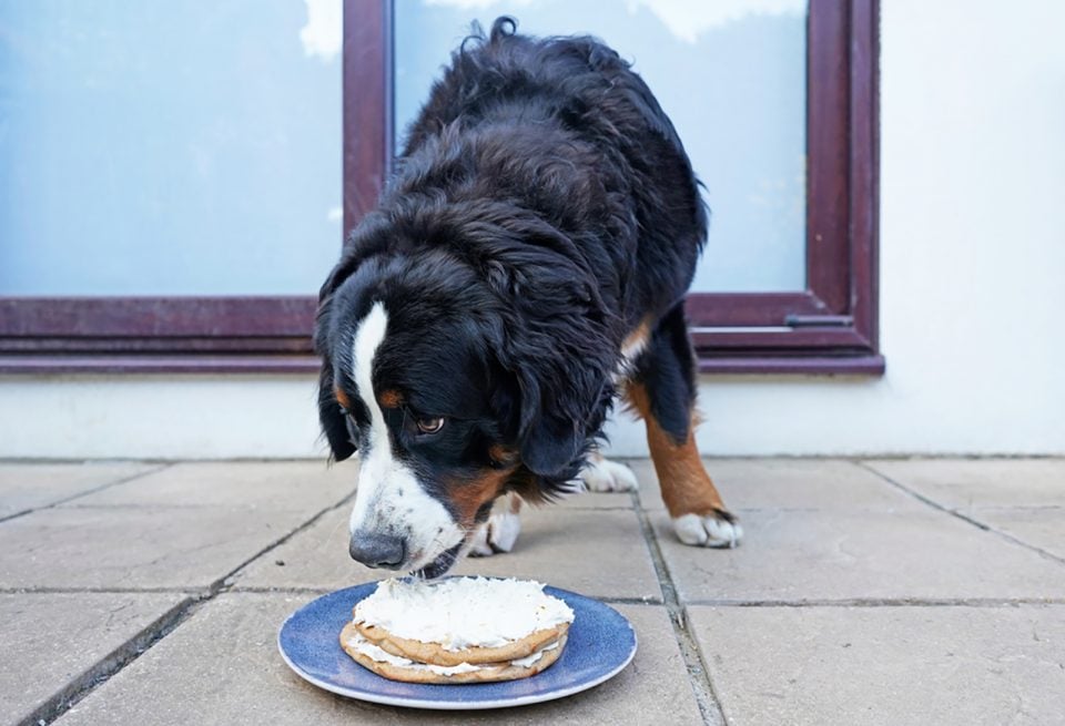 bernese-mountain-dog-feeding-chart-berner-s-healthy-diet