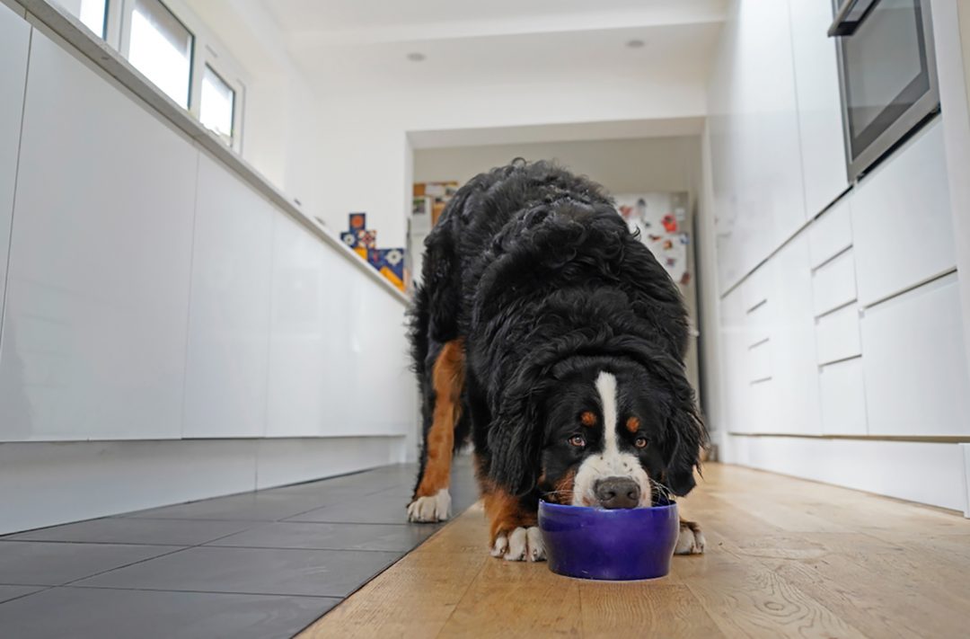 Bernese Mountain Dog Feeding Chart: Berner’s Healthy Diet