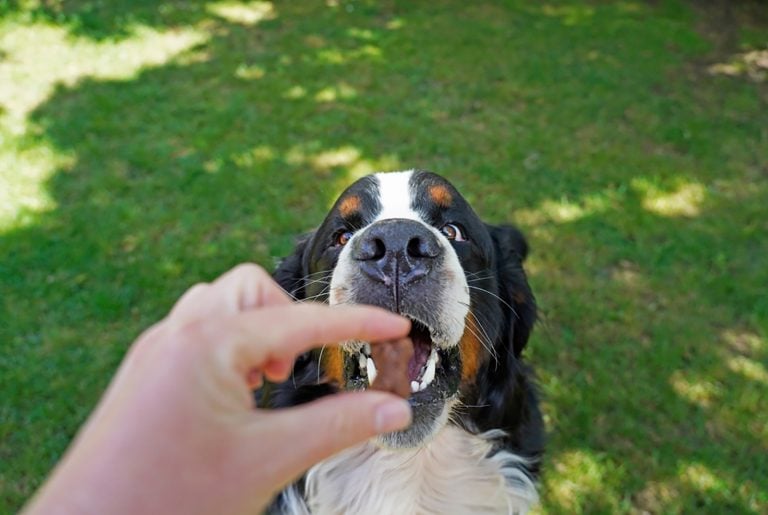 Bernese Mountain Dog Feeding Chart: Berner’s Healthy Diet