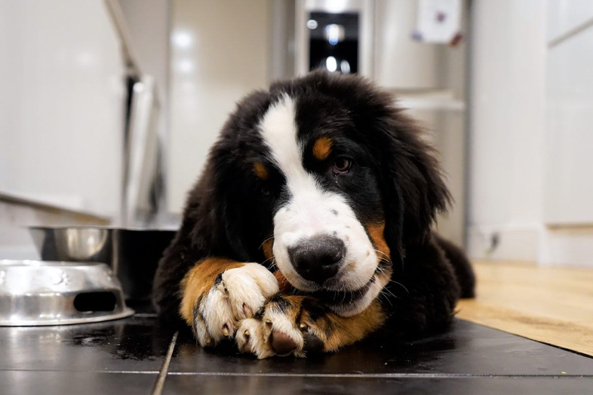 bernese-mountain-dog-feeding-chart-berner-s-healthy-diet