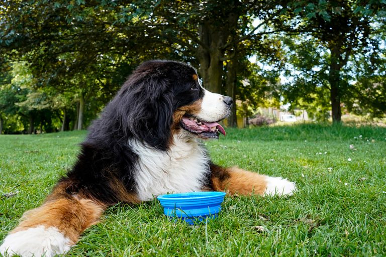 Bernese Mountain Dog Feeding Chart: Berner’s Healthy Diet