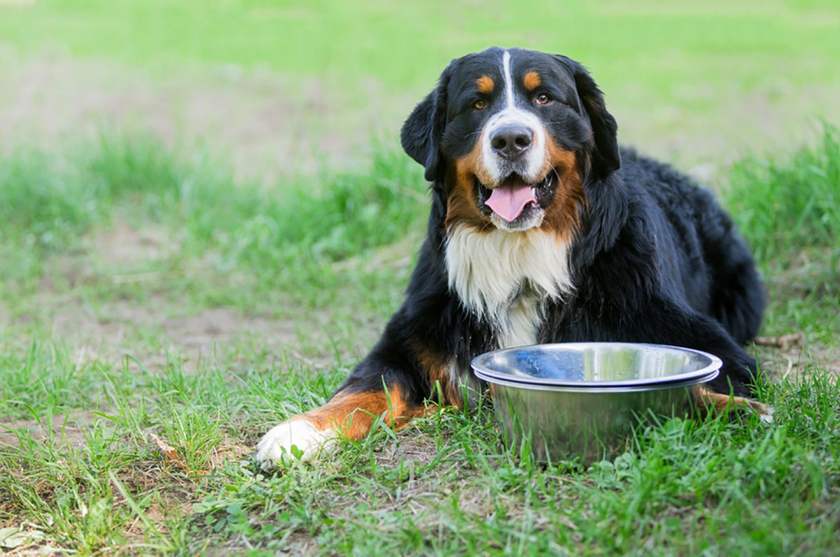 Bernese Mountain Dog Feeding Chart: Berner’s Healthy Diet