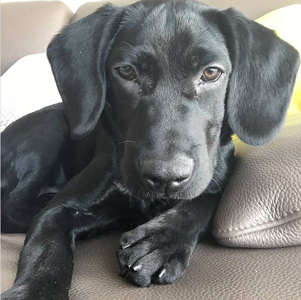 Miniature Labrador: A Smaller Version Of The Popular Lab