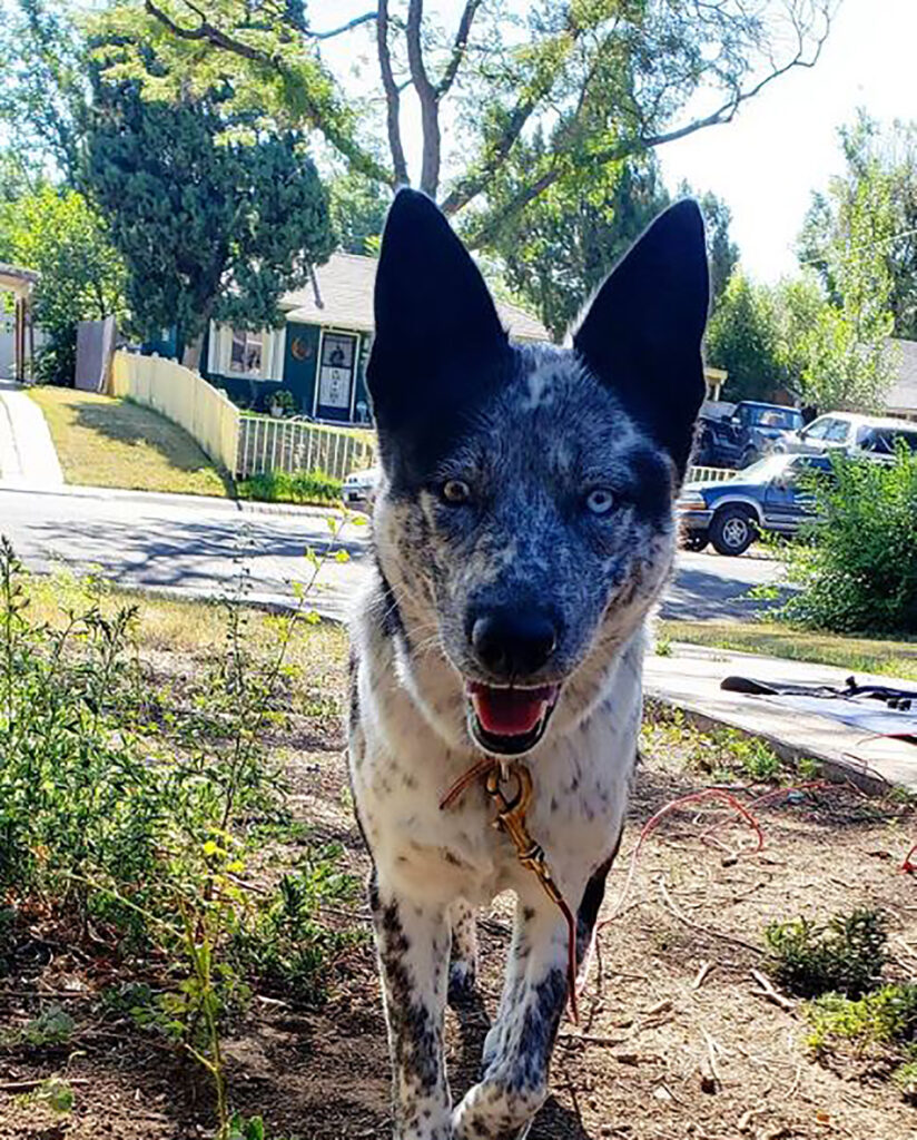 Introducing You To The Blue Heeler Husky Mix The Ausky Guide