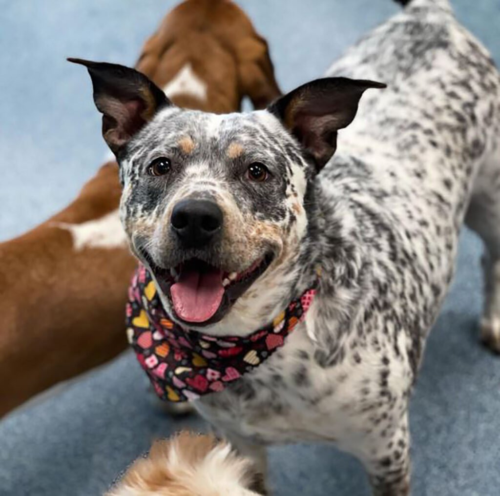 Blue Heeler Pitbull Mix: A Guide On This Mighty Crossbreed