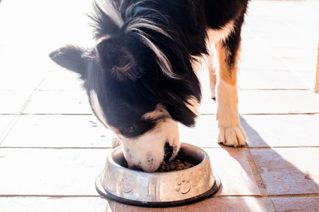 border-collie-feeding-chart-a-healthy-feeding-habits-guide