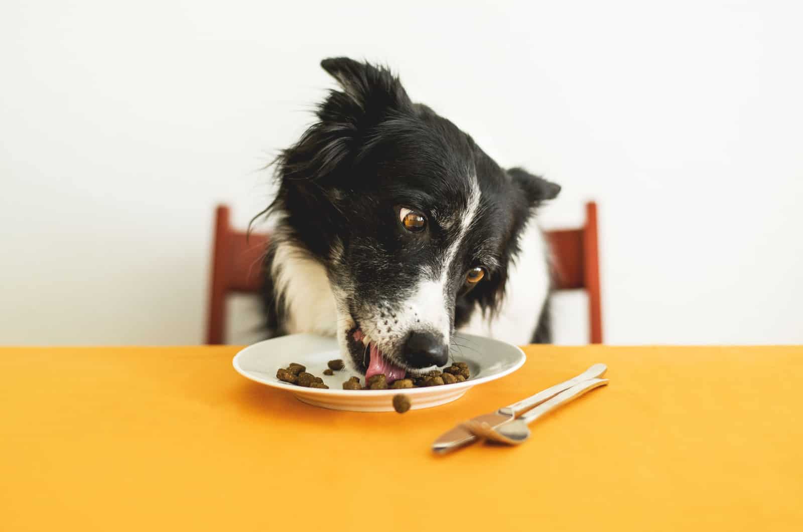 Border Collie Feeding Chart A Healthy Feeding Habits Guide